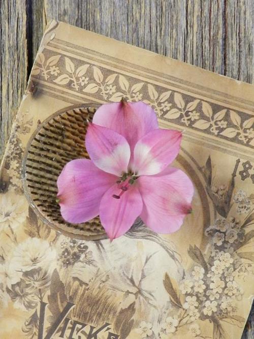 Wholesale Intenze Hot Pink Alstroemeria Delivered Online | FlowerFarm