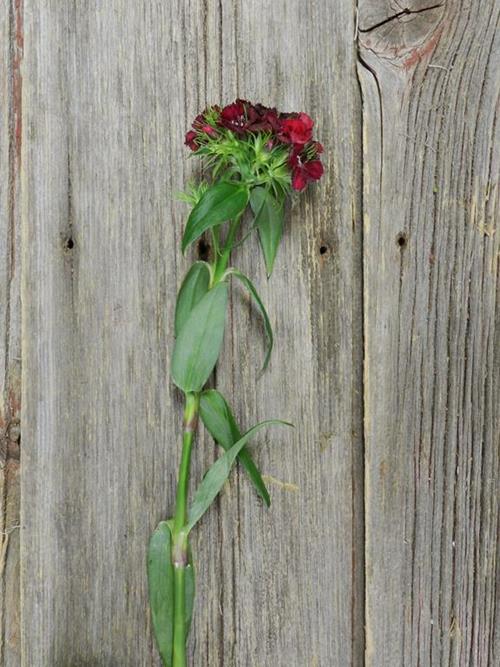 Wholesale Burgundy Gypsy Dianthus Delivered Online | FlowerFarm