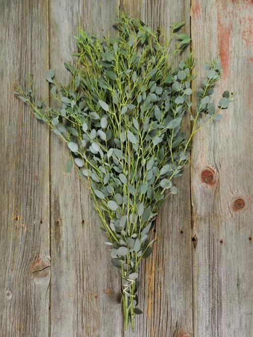 Wholesale Gunni Green Eucalyptus Delivered Online | FlowerFarm