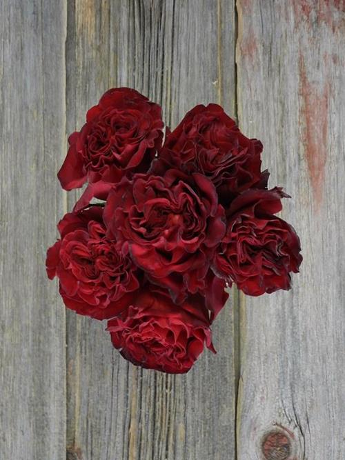 Wholesale Wanted Red Garden Roses Delivered Online | FlowerFarm
