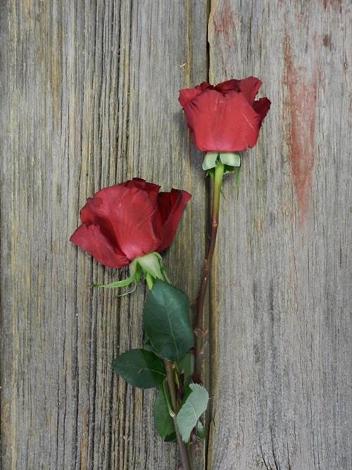 Wholesale Wanted Red Garden Roses Delivered Online | FlowerFarm