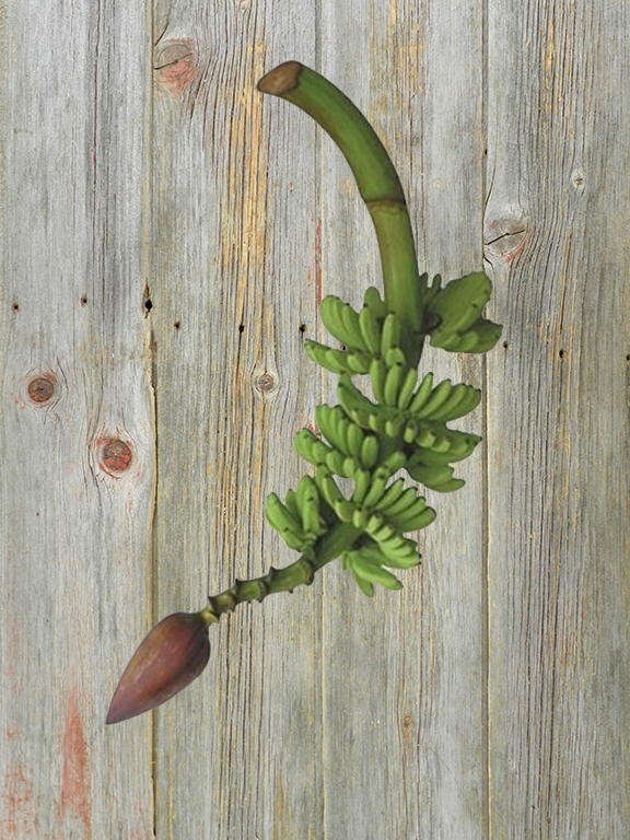 Musa Baby Wholesale Musa Baby Banana Green Banana Flower Delivered Online ...
