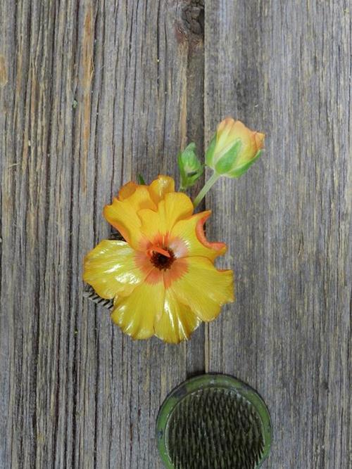Rust Butterfly Ranunculus Wholesale Butterfly Orange Ranunculus Delivered Online | FlowerFarm