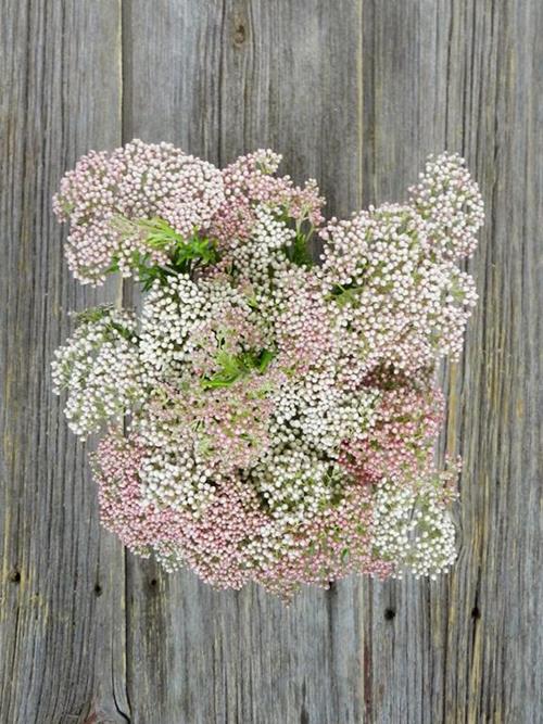 Foosd Rice Flower Wholesale Rice Flower Delivered Online | FlowerFarm