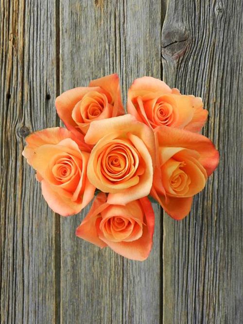 Wholesale Confidential Orange Roses Delivered Online | FlowerFarm