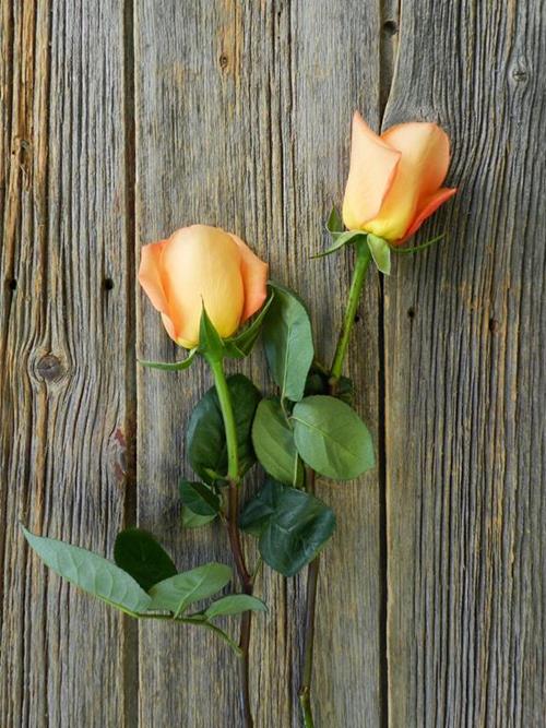 Wholesale Confidential Orange Roses Delivered Online | FlowerFarm