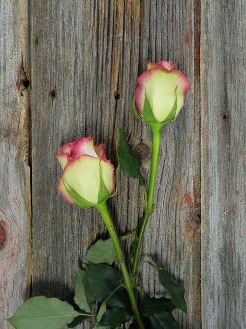 Primetime Roses Wholesale Prime Time Bi-Color White/Hot Pink/Green Roses Delivered ...
