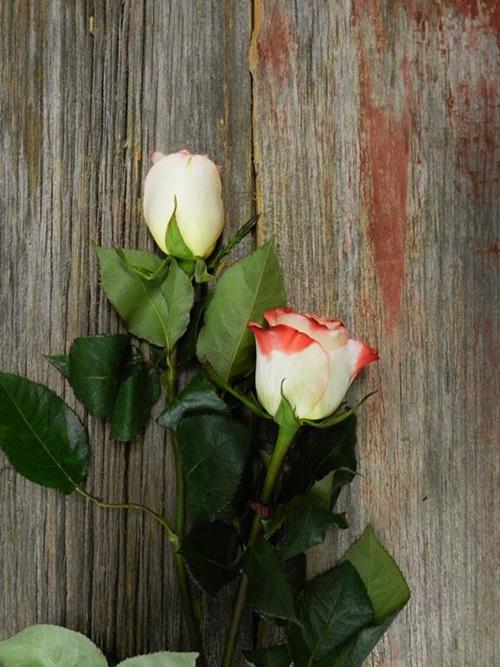 Wholesale Cabaret Bi-Color Cream/Red Roses Delivered Online | FlowerFarm
