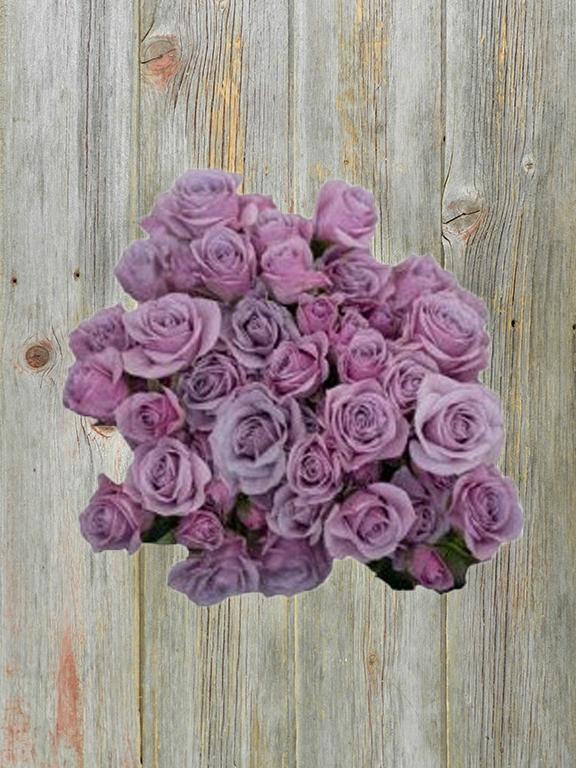 Wholesale Brilliant Star Sagitta Lavender/Purple Spray Rose Delivered ...