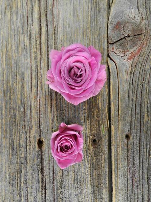 Leandra Spray Roses Wholesale Lavender Spray Roses Delivered Online | FlowerFarm