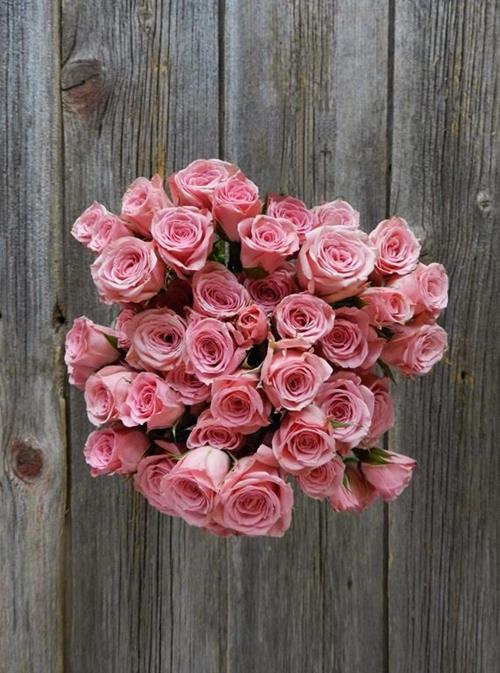 Wholesale Lydia Pink Spray Roses Delivered Online | FlowerFarm