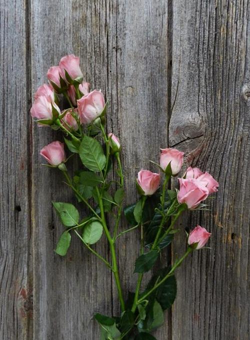 Wholesale Lydia Pink Spray Roses Delivered Online | FlowerFarm