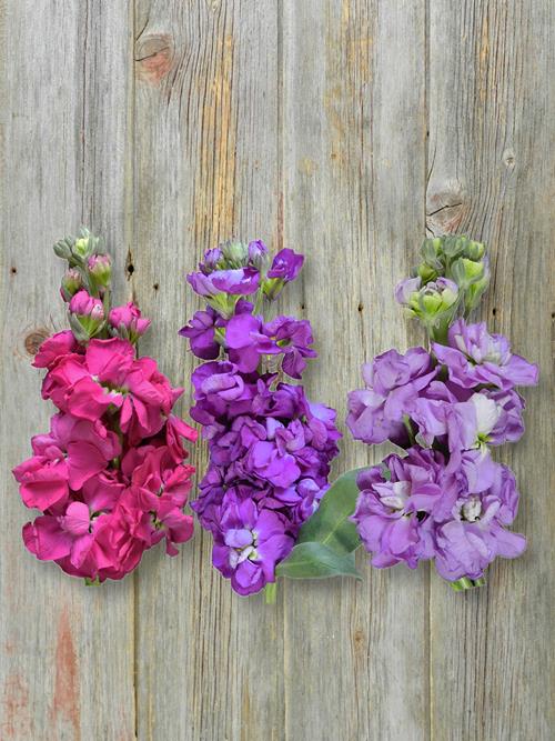 Wholesale Stock Hot Pink, Lavender And Purple Assorted Combo Box ...