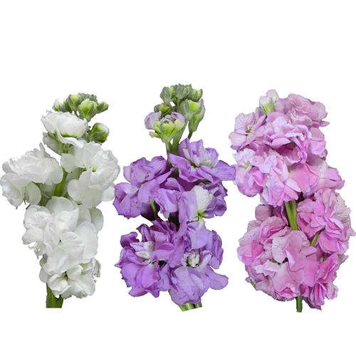 Wholesale Stock Assorted Colors Lavender, Pink And White Delivered ...